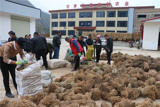 舞產業龍頭助脫貧攻堅 甘肅文縣任和農副產品發展剪影與亮資成效